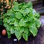 Fragrant Bouquet Hosta